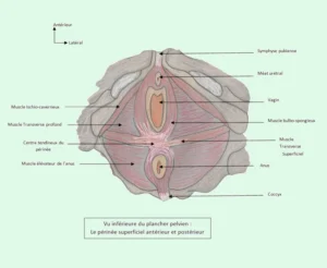 description du périnée